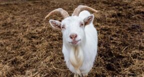 Elevages ovin et caprin : montant des aides 2023