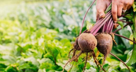 Producteurs de chicorée et de betteraves : retrait du triflusulfuron