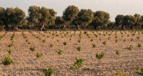 Viticulture : autorisations de plantation de vignes nouvelles pour 2024