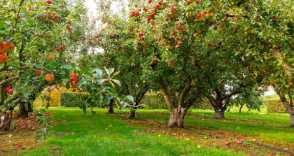 Arboriculture : aide &#x00e0; la plantation de pommiers &#x00e0; cidre