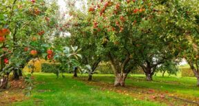 Arboriculture : aide &#x00e0; la plantation de pommiers &#x00e0; cidre