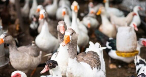 Aviculture&#x00a0;: nouvelle campagne de vaccination contre la grippe aviaire