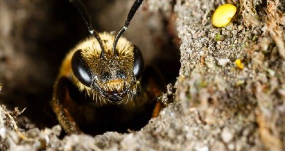 Apiculture : aide aux exploitations apicoles en difficult&#x00e9;