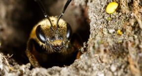 Apiculture : aide aux exploitations apicoles en difficult&#x00e9;