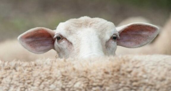 Elevages ovins et bovins : lutte contre la fi&#x00e8;vre catarrhale ovine