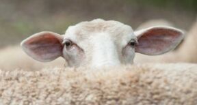 Elevages ovins et bovins : lutte contre la fi&#x00e8;vre catarrhale ovine