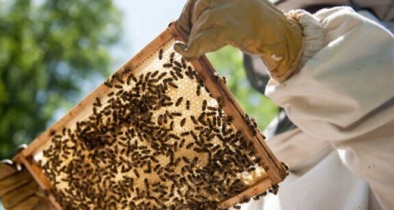 Apiculture&#x00a0;: d&#x00e9;claration annuelle des ruches