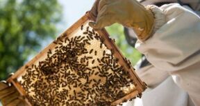 Apiculture&#x00a0;: d&#x00e9;claration annuelle des ruches