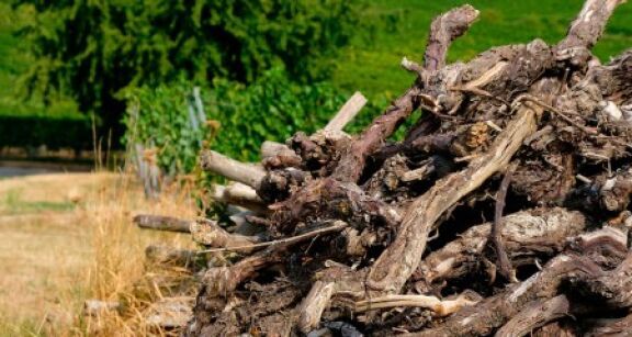 Viticulture&#x00a0;: l&#x2019;aide &#x00e0; l&#x2019;arrachage de vignes peut &#x00ea;tre demand&#x00e9;e