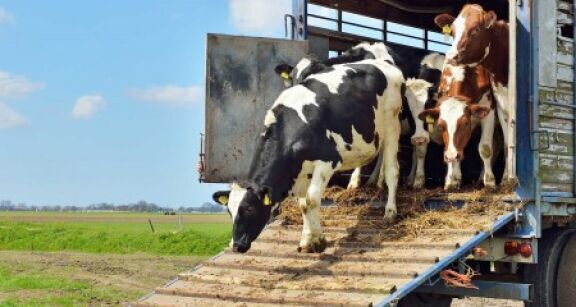 &#x00c9;levages bovins et ovins&#x00a0;: conditions de transport des animaux quittant la zone r&#x00e9;gul&#x00e9;e