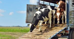 &#x00c9;levages bovins et ovins&#x00a0;: conditions de transport des animaux quittant la zone r&#x00e9;gul&#x00e9;e