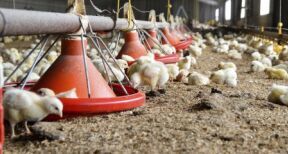 Aviculture : le risque de grippe aviaire redevient « élevé »