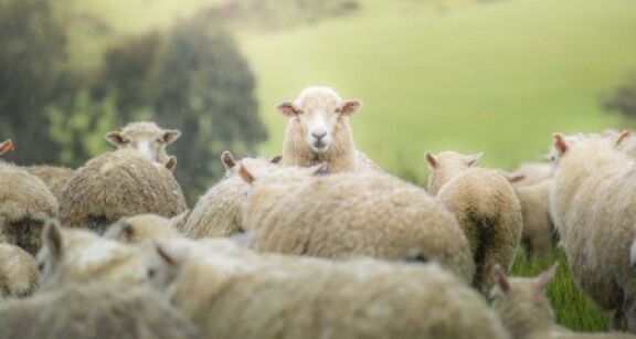 Elevages ovins et bovins : indemnisation des pertes dues à la FCO-3