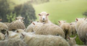 Elevages ovins et bovins : indemnisation des pertes dues à la FCO-3