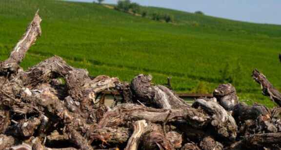 Viticulture : quel bilan pour les demandes d’aide à l’arrachage ?