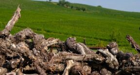 Viticulture : quel bilan pour les demandes d’aide à l’arrachage ?