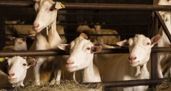 Élevages ovins et caprins : montant des aides 2024