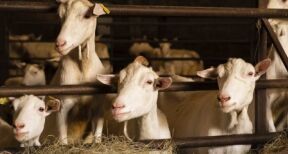 Élevages ovins et caprins : montant des aides 2024