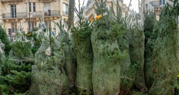 6 millions de sapins pour fêter Noël