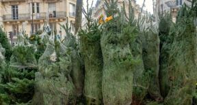 6 millions de sapins pour fêter Noël
