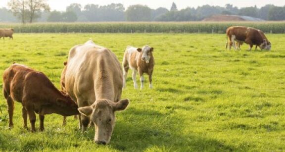 Élevages bovins et ovins : les mesures de soutien de la MSA