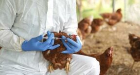 Aviculture : prise en charge par l’État du coût de la vaccination contre la grippe aviaire