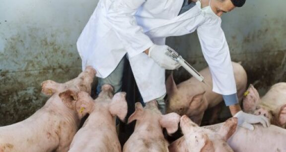 Élevages porcins : un plan d’audit sur la peste porcine africaine