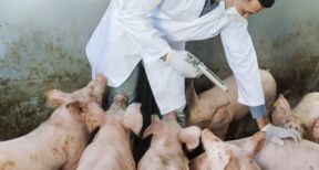 Élevages porcins : un plan d’audit sur la peste porcine africaine