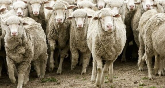 Élevages ovins, caprins et bovins : indemnisation des pertes dues à la FCO