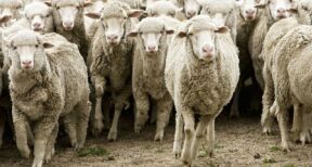 Élevages ovins, caprins et bovins : indemnisation des pertes dues à la FCO