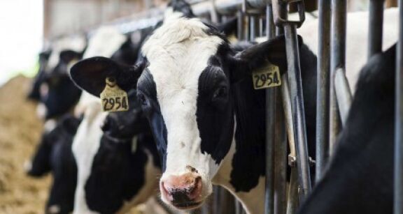 Elevage bovin : montants de l’aide 2024