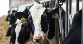 Elevage bovin : montants de l’aide 2024