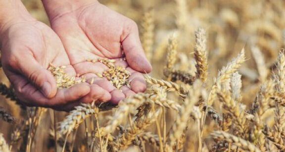 Cultures végétales : montant de certaines aides couplées 2024