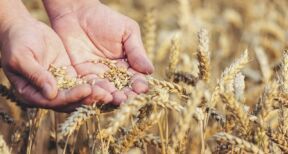 Cultures végétales : montant de certaines aides couplées 2024