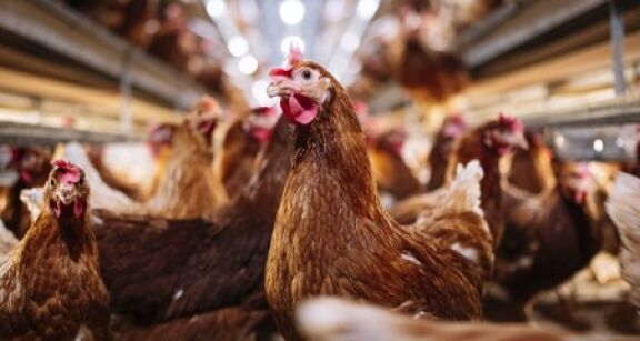 Élevage : l’origine des viandes mentionnée dans la restauration