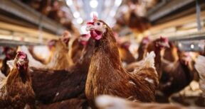 Élevage : l’origine des viandes mentionnée dans la restauration