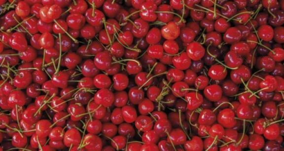 Cultures végétales : montant de quatre aides couplées 2024