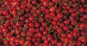 Cultures végétales : montant de quatre aides couplées 2024