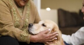 Médico-social : accueil d’animaux de compagnie dans les Ehpad