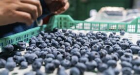 Production de fruits et légumes : produits traités au thiaclopride